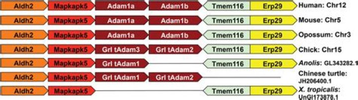 adam1