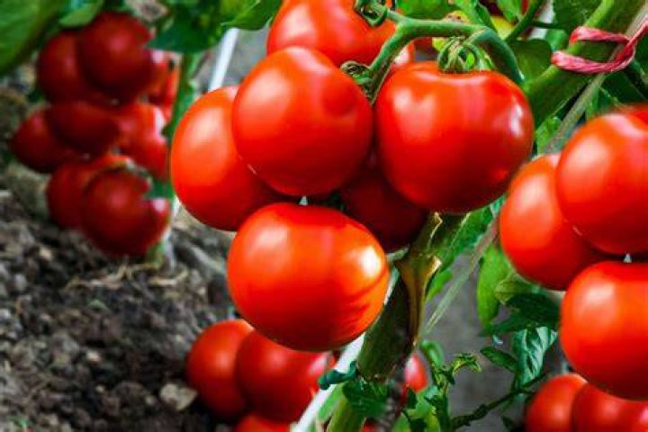 Are Beefmaster tomatoes determinate or indeterminate?