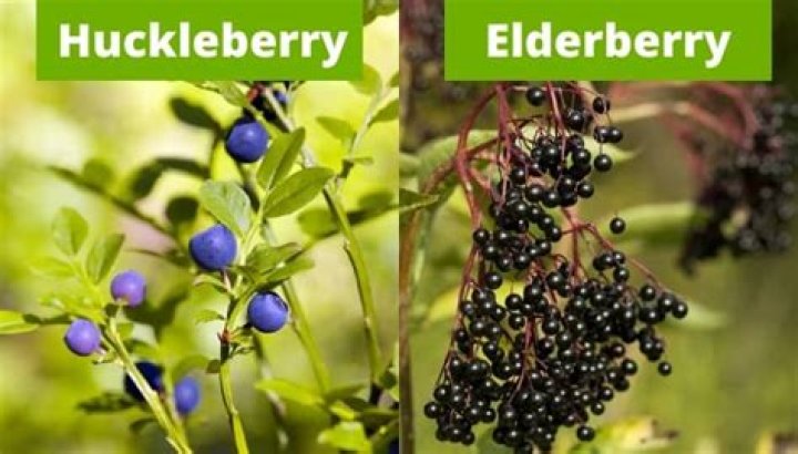 Are huckleberries and elderberries the same?