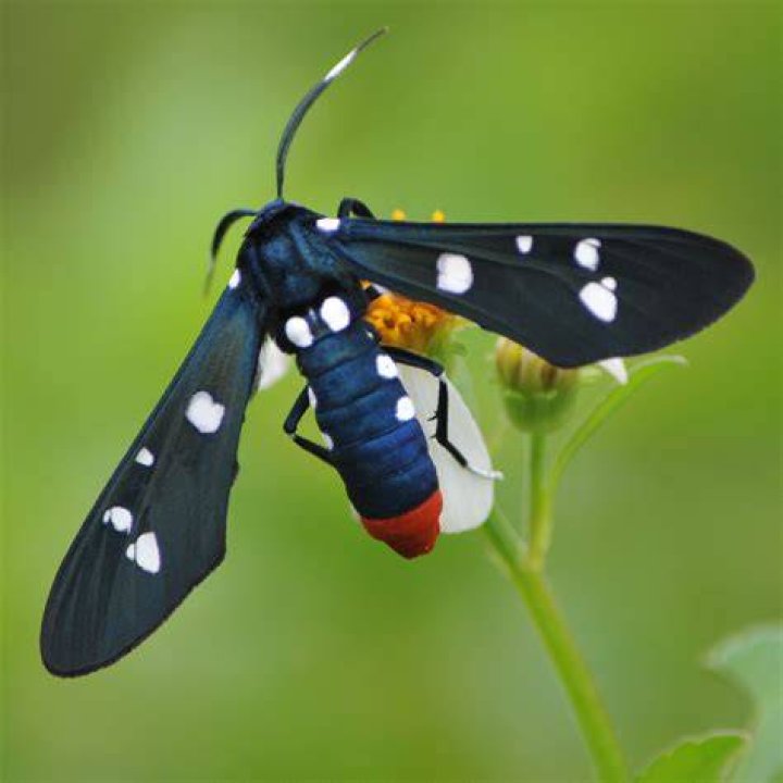 Are polka dot wasp moths dangerous?