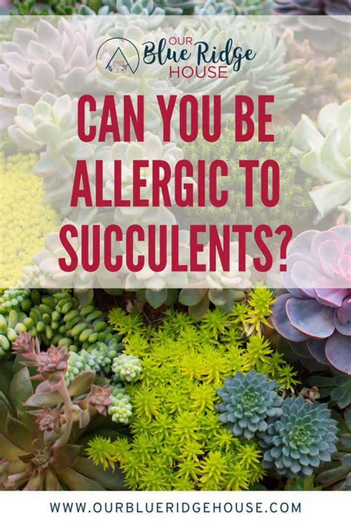 Are Succulents bad for allergies?