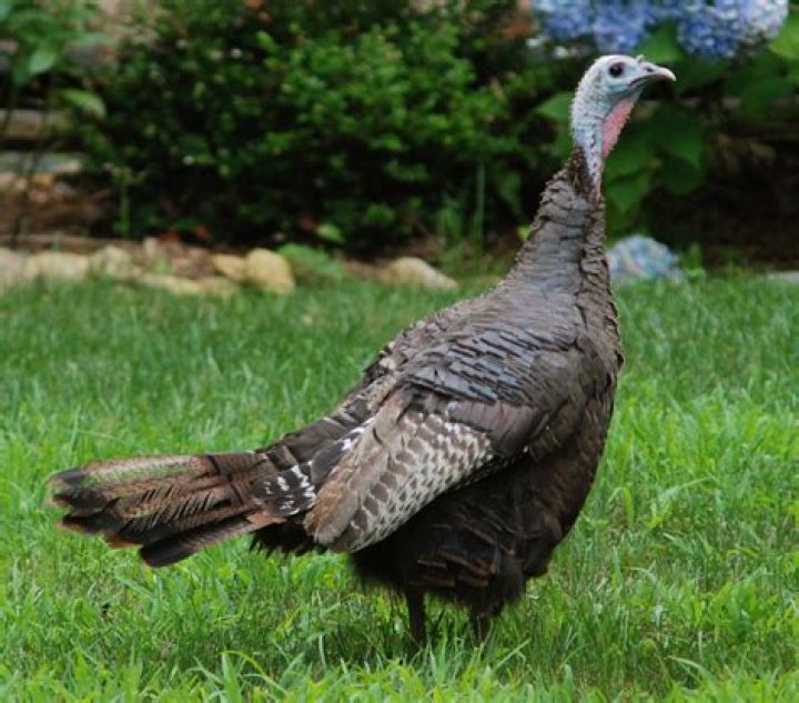 Are there female turkeys?