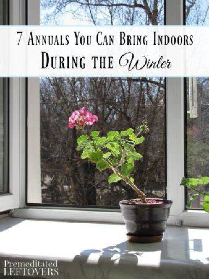 Can annuals survive winter indoors?