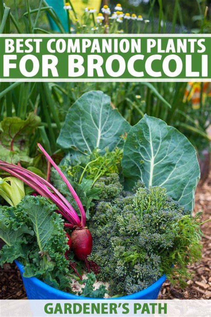 Can broccoli and cabbage be planted together?