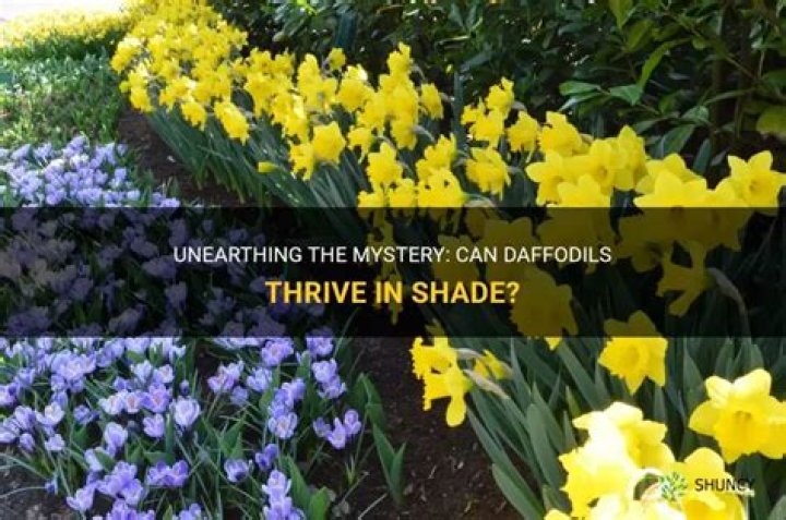Can daffodils tolerate shade?