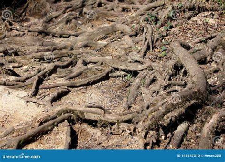 Can exposed tree roots be covered with dirt?