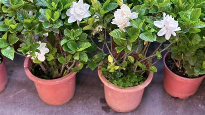Can gardenias be transplanted?
