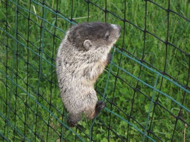 Can groundhogs climb fences?