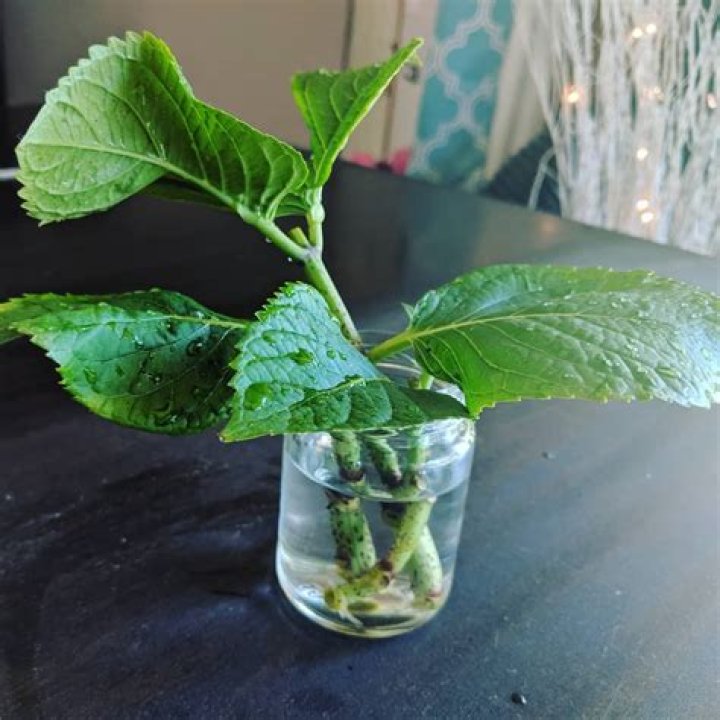 Can hydrangeas be rooted in water?