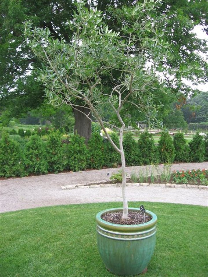 Can olive trees grow in Ohio?