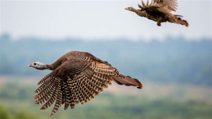 Can wild turkeys fly high?