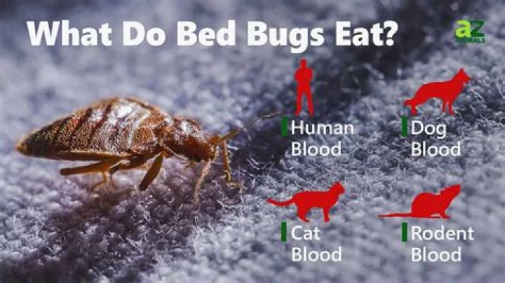 Do bed bugs feed off cats?