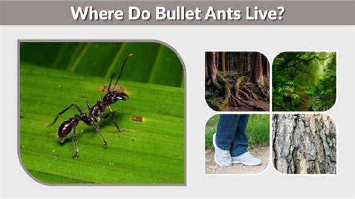 Do bullet ants live in Mexico?