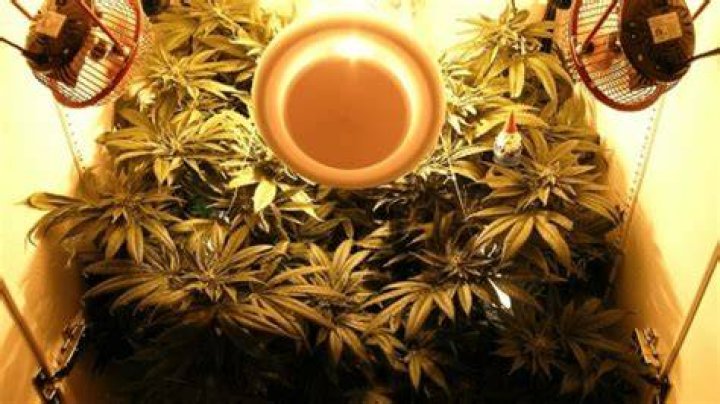 Do grow boxes smell?