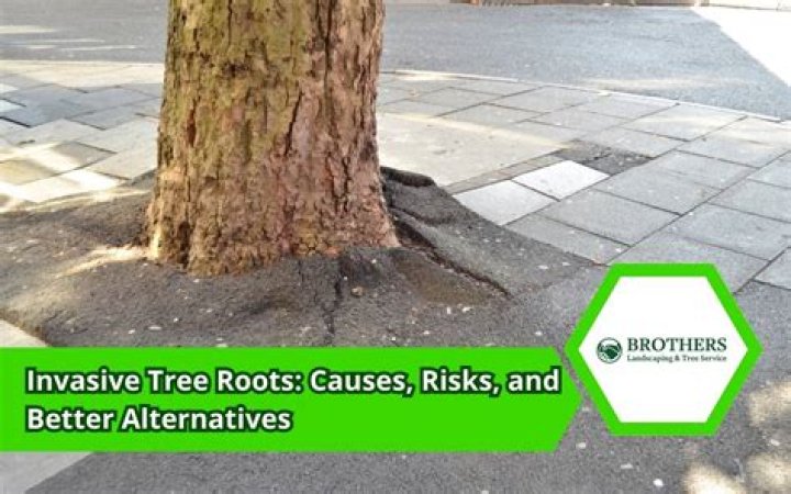 Do loquat trees have invasive roots?