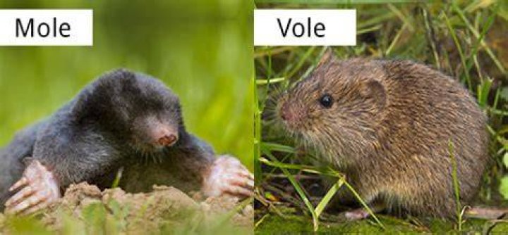 Do moles or voles have tails?