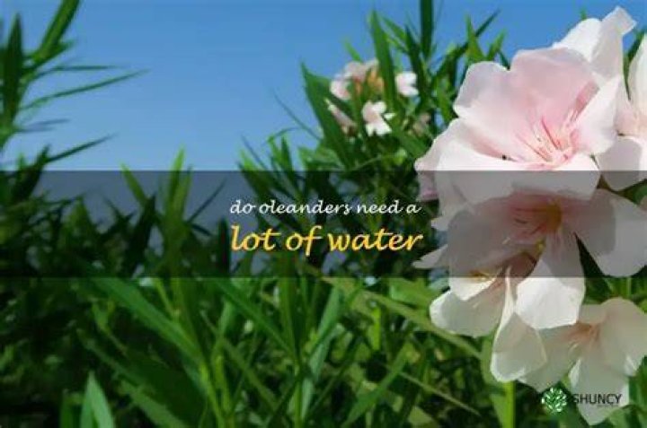 Do Oleanders need water?