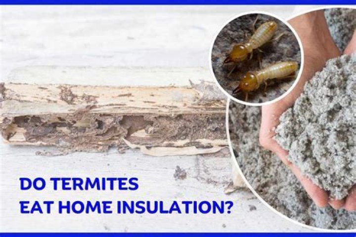 Do roaches eat spray foam insulation?