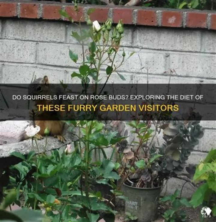 Do squirrels eat rose buds?