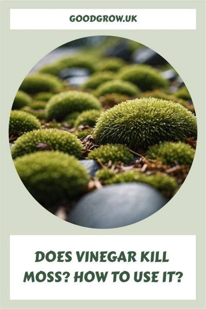 Does jomax kill moss?