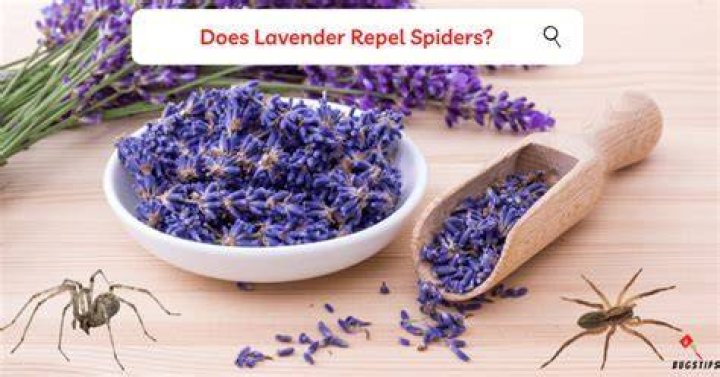 Does lavender plants keep spiders away?