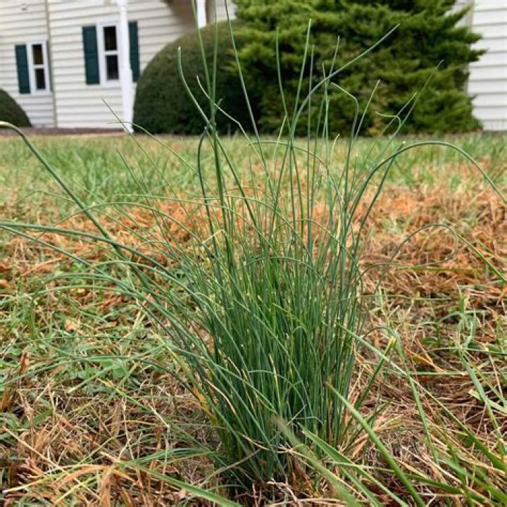 Does lime kill wild onions?