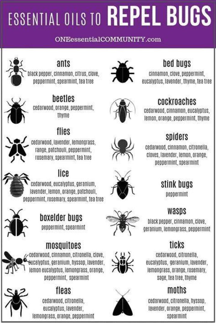 Does orange oil repel bugs?