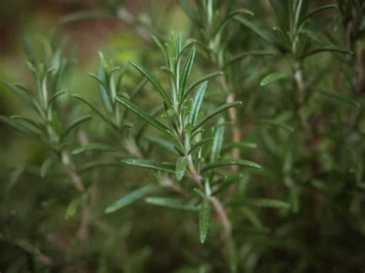 Does Rosemary keep fleas and ticks away?