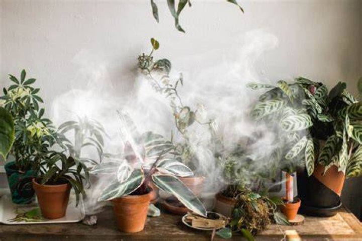 Does smoking affect plants?