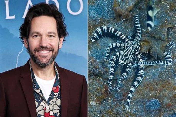 Has Paul Rudd Won An Oscar?