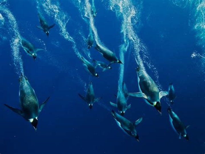 How deep can emperor penguins swim?