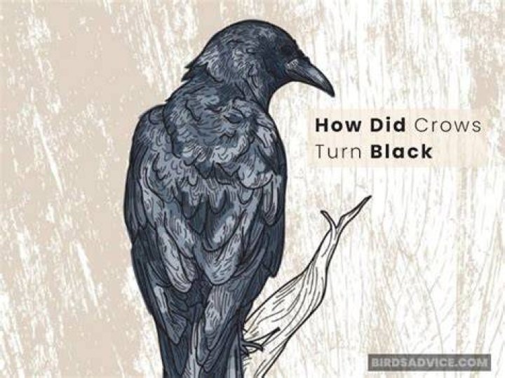 How did crows become black?