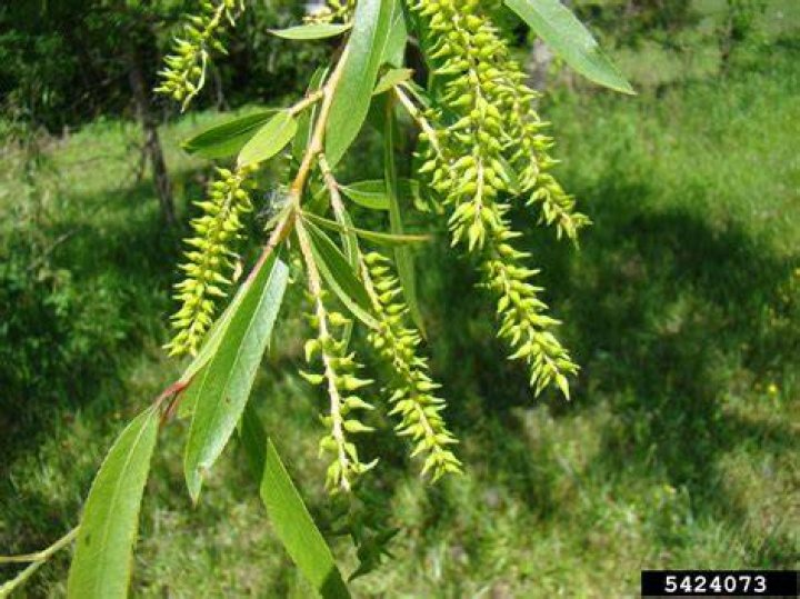 How do I identify black willow?
