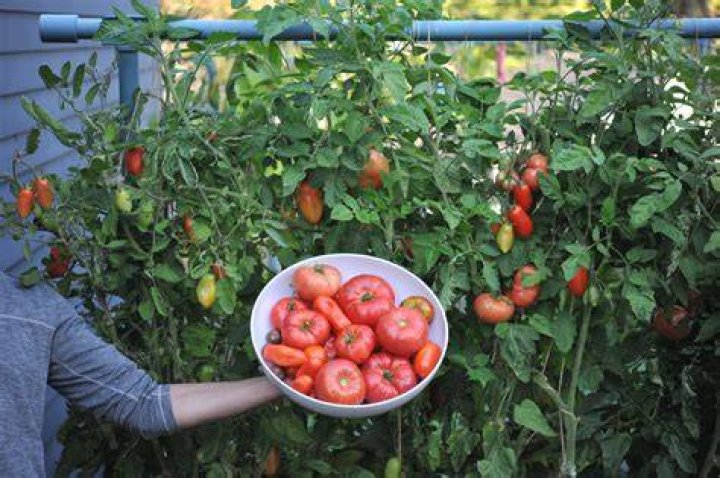 How do you eat tree tomatoes?