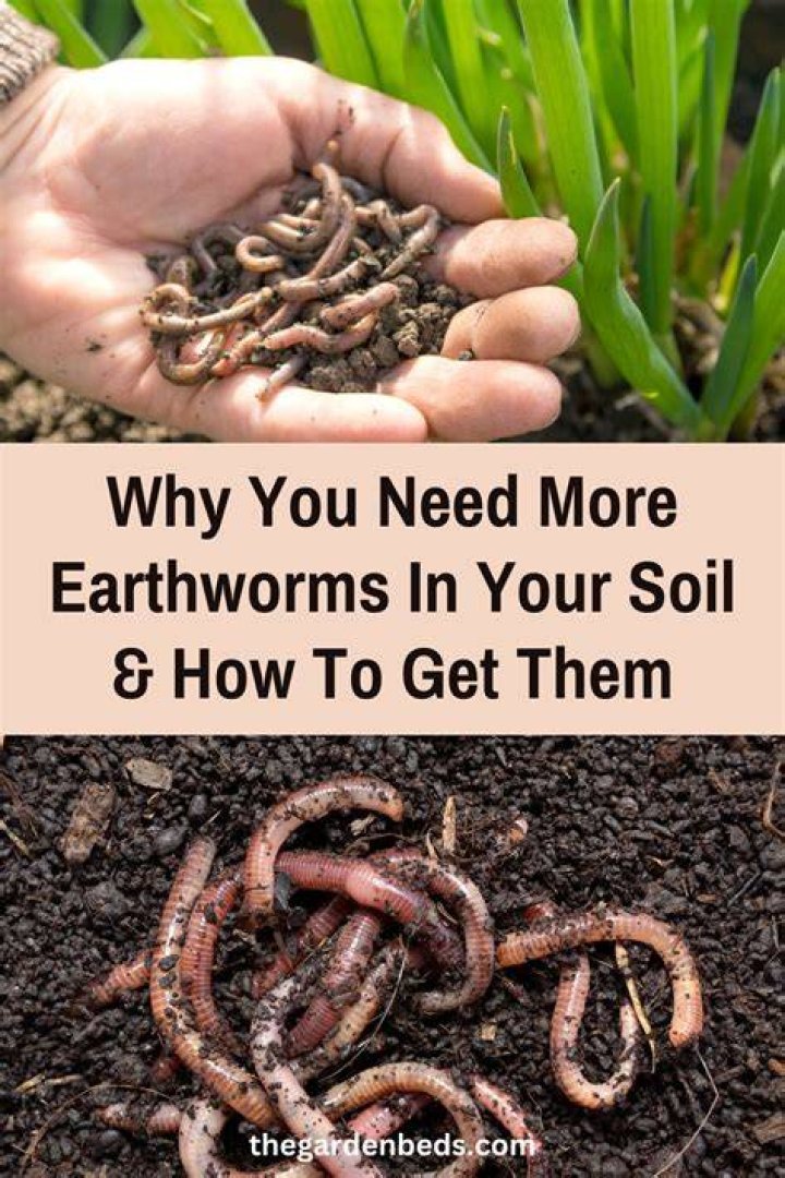 How do you kill earthworms in soil?