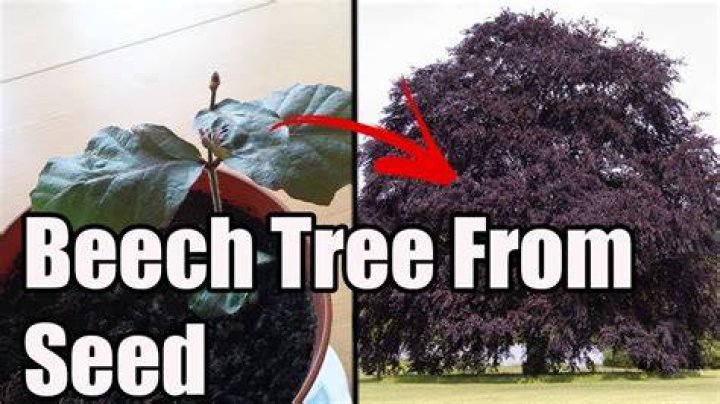 How do you plant a copper beech seed?