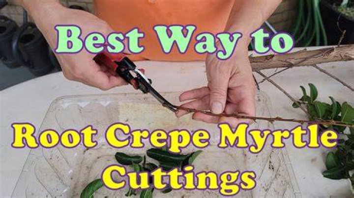 How do you propagate crepe myrtle?