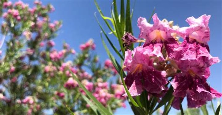 How do you prune a desert willow?