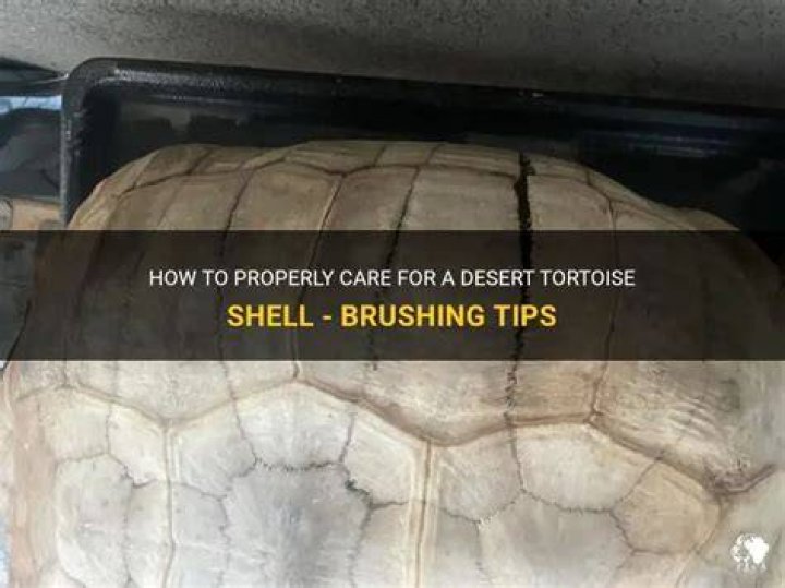 How do you restore a tortoise shell?