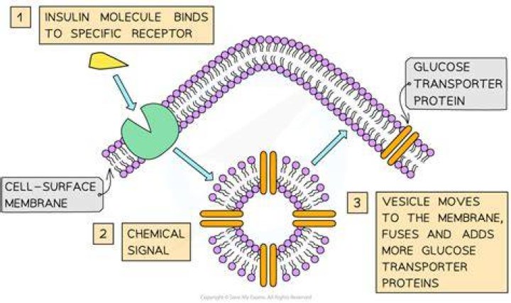How does insulin bind to receptors?