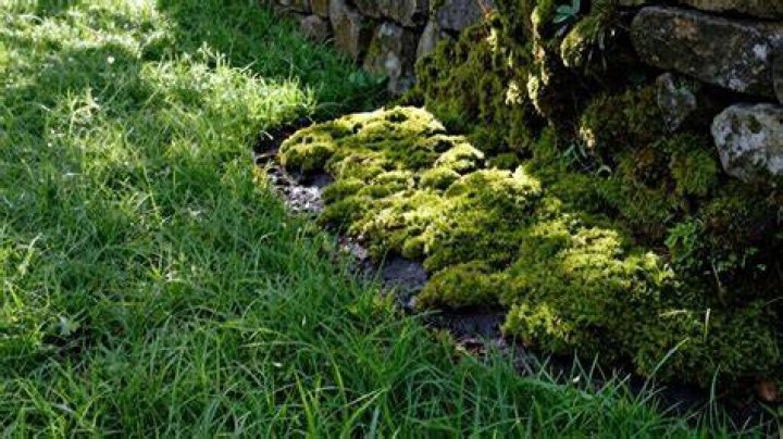 How does iron kill moss?