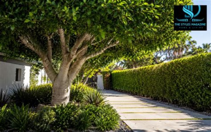 How fast does an Indian laurel tree grow?