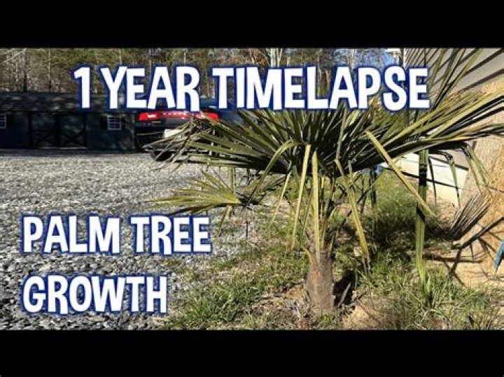 How fast will a windmill palm tree grow?
