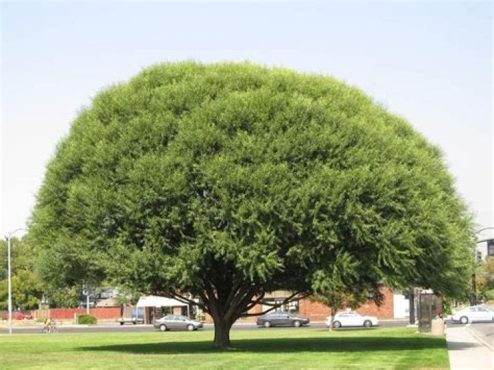 How long do globe willow trees live?