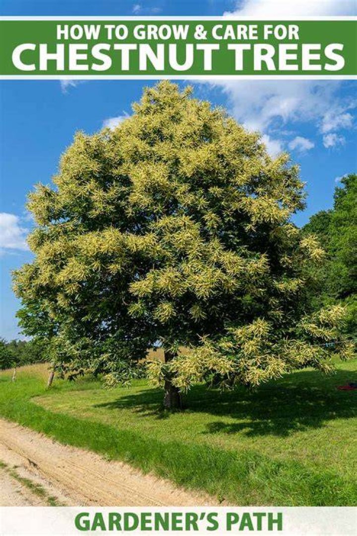 How long does it take for a chestnut tree to produce?