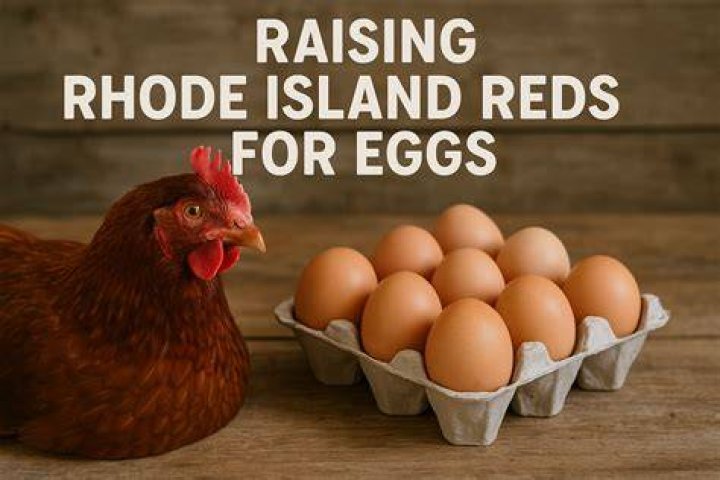 How many eggs does a Rhode Island Red?