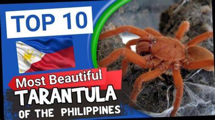 How much is tarantula in Philippines?