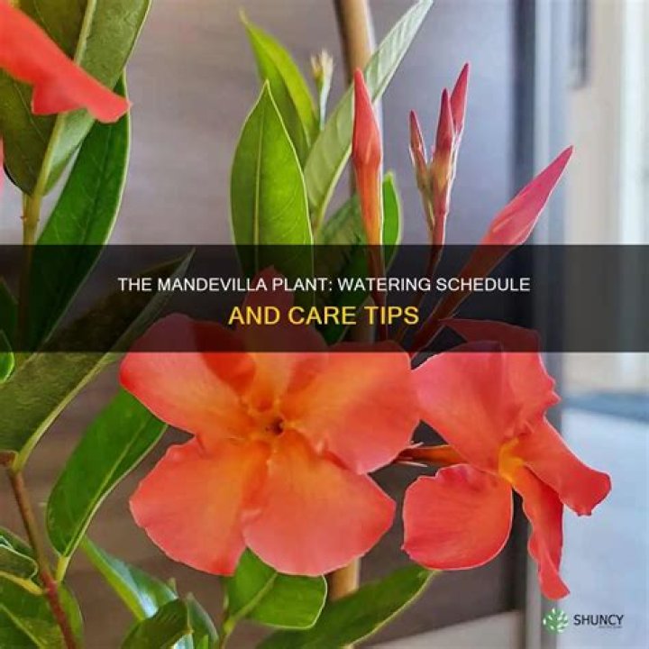How often do you water Mandevilla?