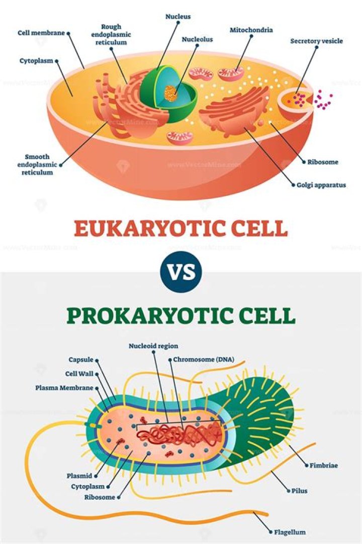 How old are eukaryotic cells?