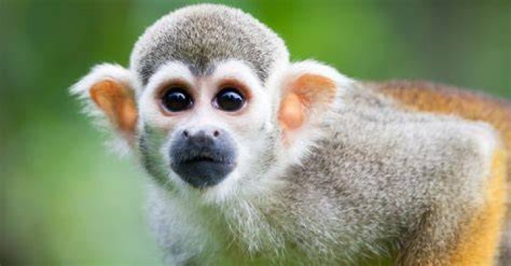 Is a squirrel monkey a good pet?